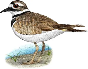Gerahmter Druck : Killdeer. Illustration einer Killdeer (Charadrius vociferus) Gerahmter Druck : Killdeer. Illustration einer Killdeer (Charadrius vociferus)