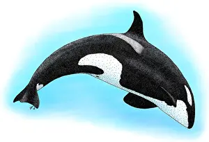 Ocean Wildlife Art Drucke: Killer Whale