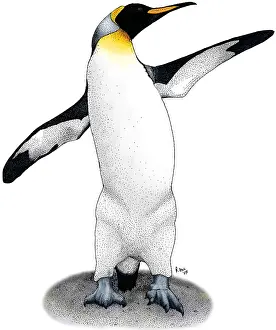 Aptenodytes Patagonicus Images Drucke: KIng Penguin