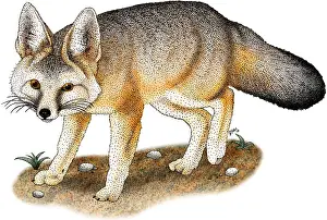 Mammal Illustrations Drucke: Kit Fox