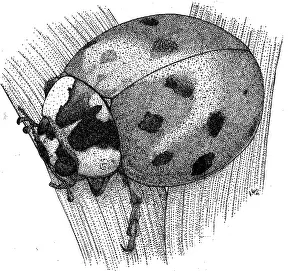 Gerahmter Druck : Ladybug-Käfer Gerahmter Druck : Ladybug-Käfer