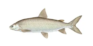 Freshwater Fish Species Drucke: Lake Whitefish