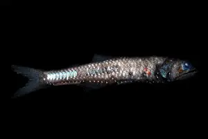 Sea Creatures Drucke: Lampfish