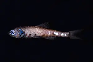 Lanternfish
