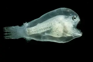 Gerahmter Druck : Larvalen Anglerfisch