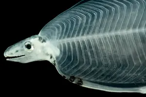 Ocean Creatures Drucke: Larval Eel