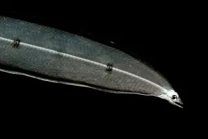 Deep Sea Creatures Drucke: Larval Eel