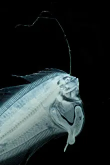 Larven Flunder, mit Trawl gefangen.