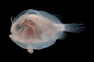 Camouflaged Fish Species Drucke: Larval Frogfish