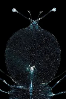 Arthropod Invertebrates Drucke: Larval Lobster