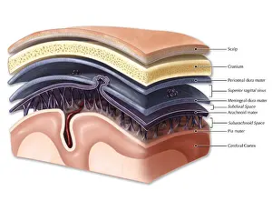 Brain Anatomy Diagram Drucke: Layers of Meninges