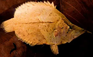 Camouflaged Fish Species Drucke: Leaf Fish