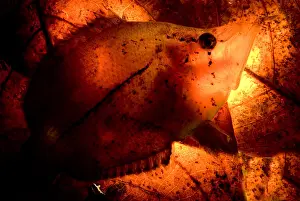Camouflaged Fish Species Drucke: Leaf Fish