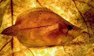 Camouflaged Fish Species Drucke: Leaf Fish