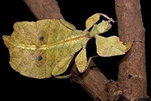 Southeast Asia Fauna Drucke: Leaf Insect