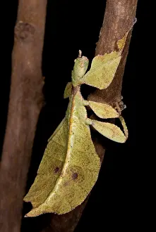 Southeast Asia Animals Drucke: Leaf Insect