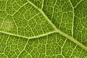 Leaf Vein Structure Drucke: Leaf Venation