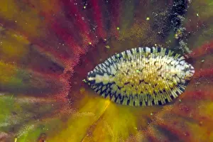Nature Images Drucke: Leech