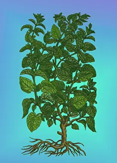 Herbal Medicine Plant Drucke: Lemon Balm