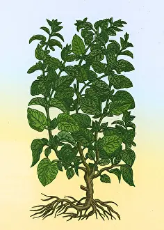 Herbal Medicine Plant Drucke: Lemon Balm