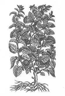 Herbal Medicine Pictures Drucke: Lemon Balm