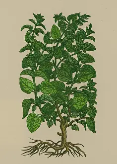Herbal Medicine Plant Drucke: Lemon Balm