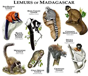 Mäuseaffen von Madagaskar
