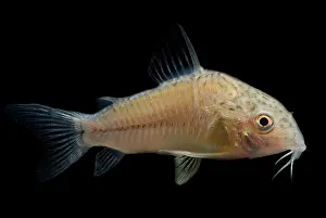 Peruvian Wildlife Drucke: Leopard Corydoras