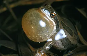 Nature Animal Photos Drucke: Leopard Frog