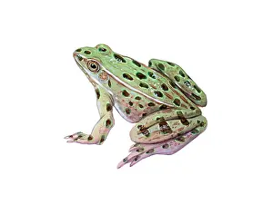 Amphibian Life Cycle Drucke: Leopard Frog