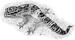 Animal Art Prints Drucke: Leopard Gecko