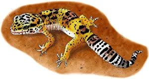 Reptile Artwork Drucke: Leopard Gecko