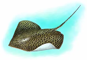 Indian Ocean Sea Life Drucke: Leopard ray