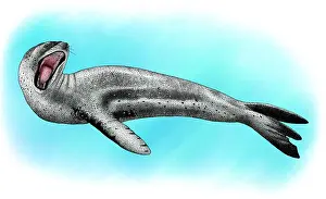 Königspinguin