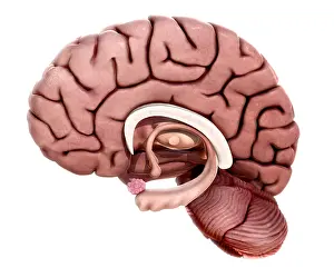 Limbic System Anatomy Drucke: Limbic System, illustration