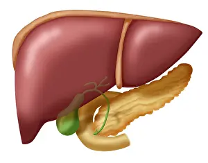 Medical Anatomy Illustration Drucke: Liver, Gallbladder, Duodenum & Pancreas, medical anatomy illustration