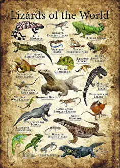 Reptile Artwork Drucke: Lizards of the World