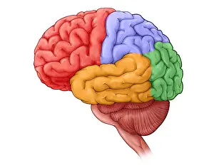 Nervous System Diagram Drucke: Lobes of the Brain