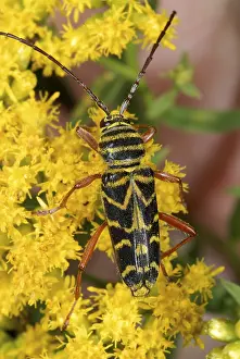 Long Horned Beetles Drucke: Locust borer beetle