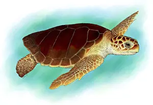 Loggerhead Sea Turtle Drucke: Loggerhead Sea Turtle