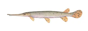 Freshwater Aquatic Life Drucke: Longnose Gar
