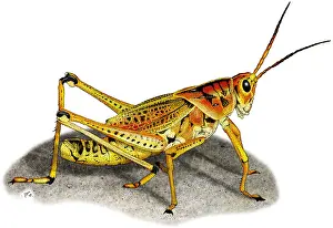 North America Animals Drucke: Lubber Grasshopper