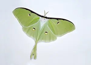Saturniid Moth Drucke: Luna moth
