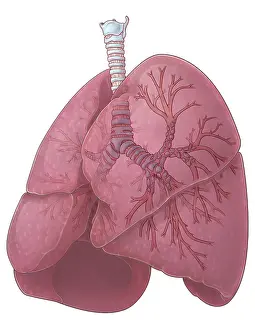 Respiratory System Anatomy Drucke: Lungs and Bronchi