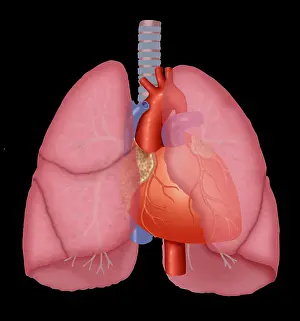 Human Anatomy Illustration Drucke: Lungs and heart