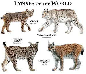 Drucke von Collage aller bekannten Arten des Luchses Eurasischer Luchs Drucke: Lynx der Welt