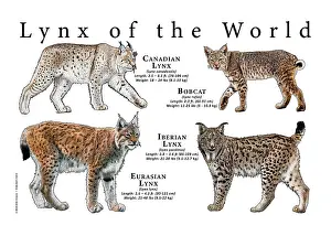 Wildlife Art Prints Drucke: Lynx of the World