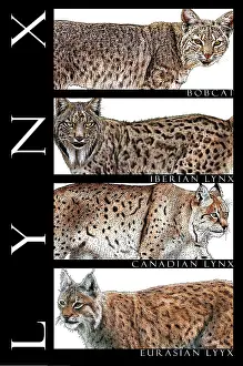 Mammal Illustrations Drucke: Lynxes, Poster