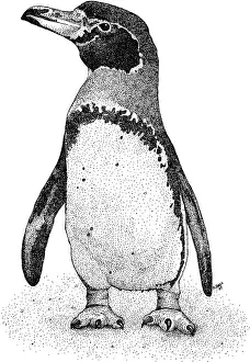 Black And White Bird Drawing Drucke: Magellanic Penguin