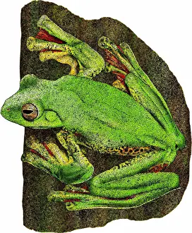 Tropical Amphibians Drucke: Malabar Gliding Frog